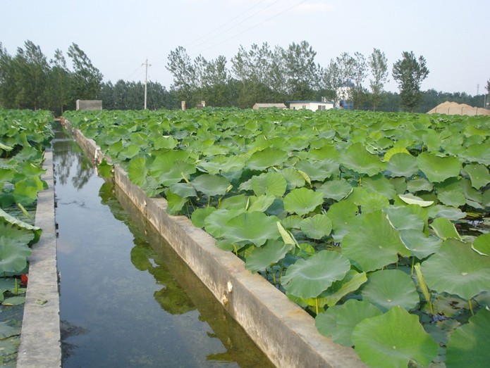 寧夏藕池防滲專用膜應(yīng)用案例.jpg